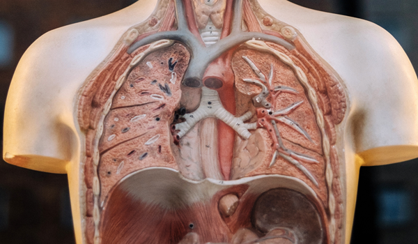 lungs